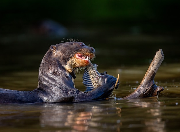 La loutre géante mange du poisson dans l'eau