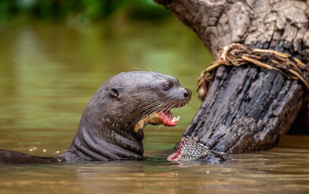 La loutre géante mange du poisson dans l'eau