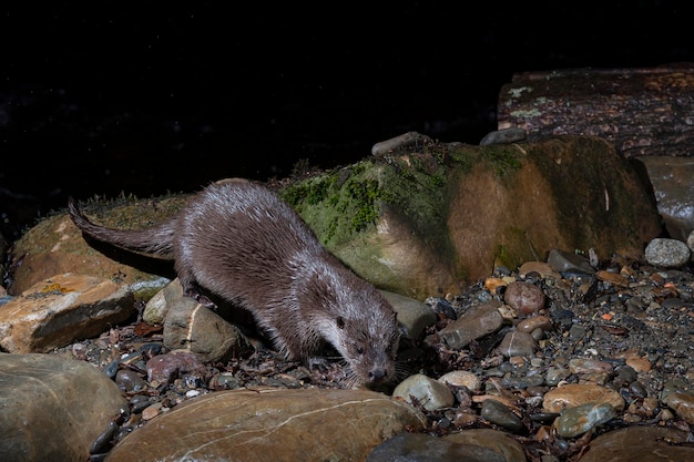 Loutre (Lutra lutra) Leon, Espagne