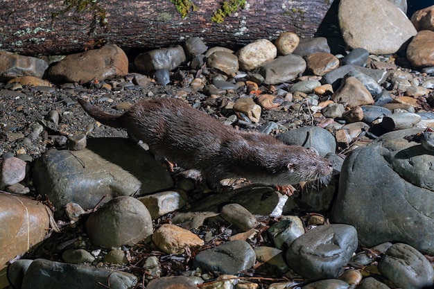 Loutre (Lutra lutra) Leon, Espagne