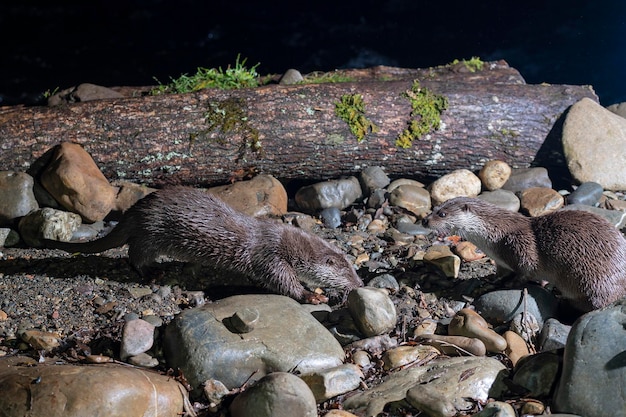 Loutre (Lutra lutra) Leon, Espagne