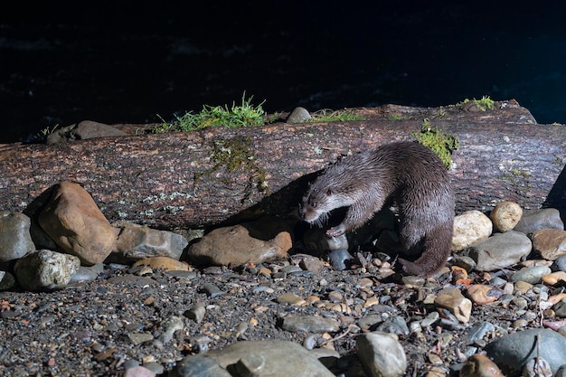 Loutre (Lutra lutra) Leon, Espagne