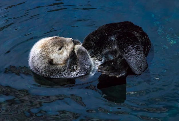 loutre de mer portugaise