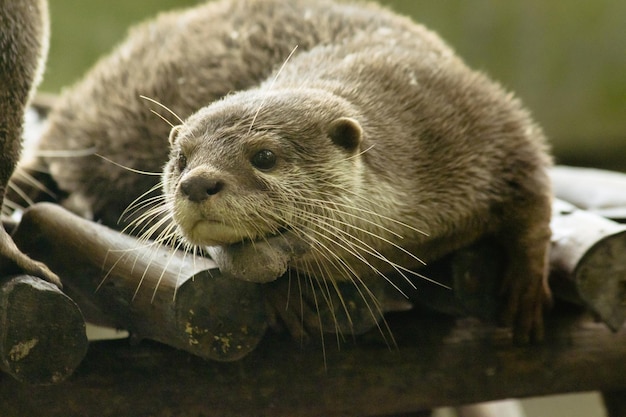 La loutre à petites griffes est la plus petite loutre du mondexAxA