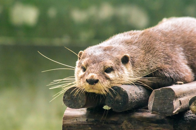 Loutre à petits griffes allongée sur le rondin