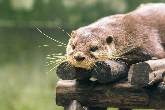 Loutre à petits griffes allongée sur le rondin