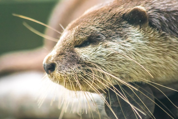 Loutre à petits griffes allongée sur le rondin