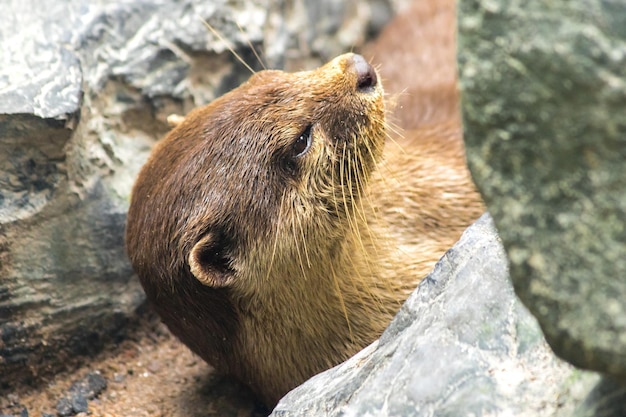 La loutre à petits griffes s'allonge et se repose dans un rocher