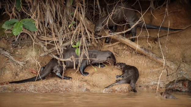 Loutre de rivière géante dans l'habitat naturel