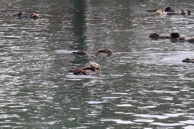 Loutres dans l'océan