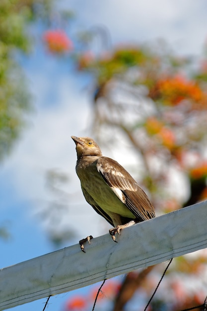 Low angle shot of a cute nightingale bird perché sur un poteau