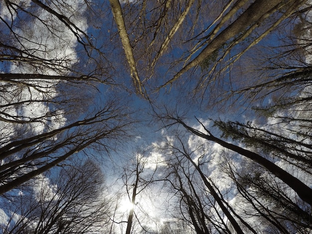 Low angle view de certains arbres dans une forêt formant un rond