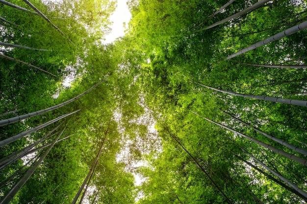 Low angle view image de la forêt de bambous à Arashiyama, Japon