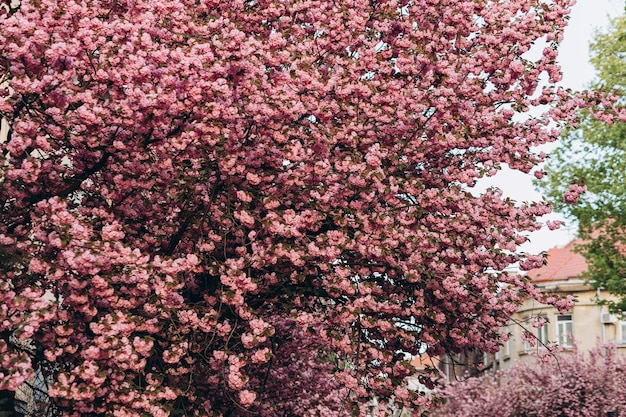 Low Angle View of Cherry Blossoms Against Sky