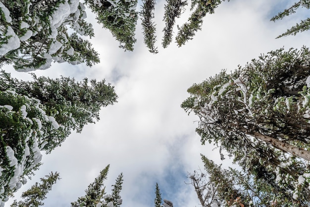 Low angle view Pins avec neige couverte et nuageux dans le ciel en hiver au parc national