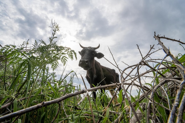 Un lowangle d'un buffle noir tendre la main pour manger de l'herbe dans une zone rurale