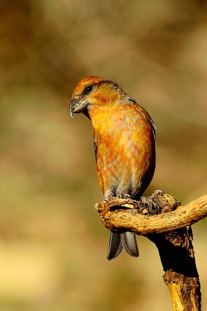 Photo loxia curvirostra - le bec-croisé des sapins est une espèce de petit oiseau passereau de la famille des pinsons