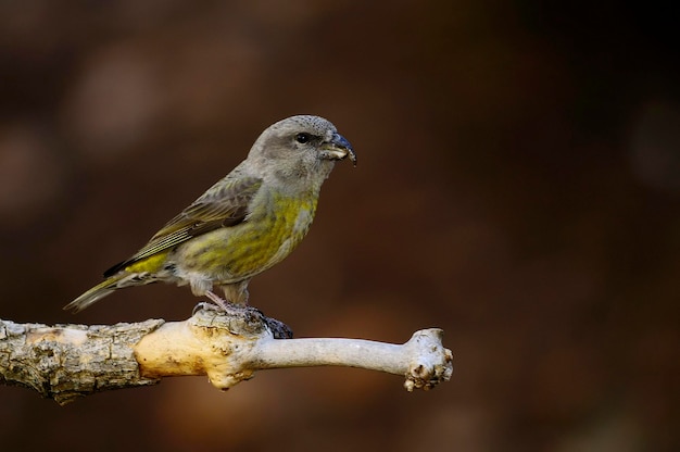 Loxia curvirostra - Le bec-croisé des sapins est une espèce de petit oiseau passereau de la famille des pinsons
