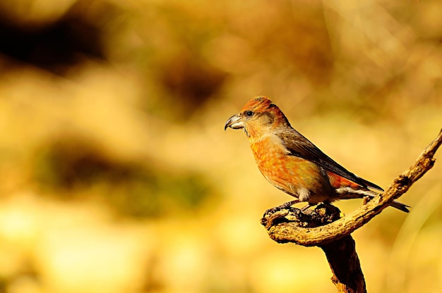 Photo loxia curvirostra - le bec-croisé des sapins est une espèce de petit oiseau passereau de la famille des pinsons