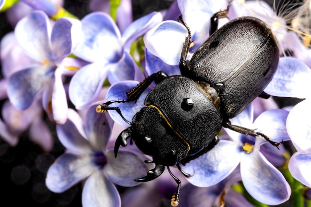 Lucane femelle sur une fleur au début du printemps.