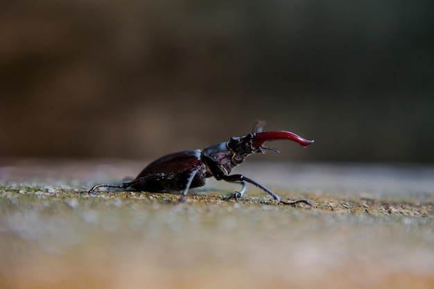 Lucane sur un fond de bois