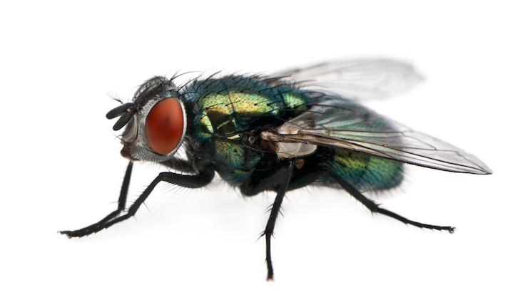 Photo lucilia caesar, coup-mouche,