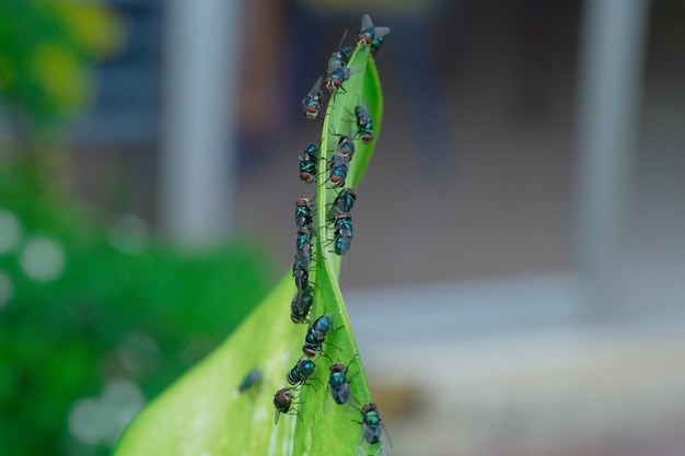 Photo lucilia sericata la mouche verte est un sou appartenant à la famille des calliphoridae
