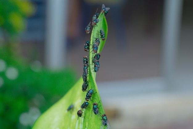 Lucilia sericata La mouche verte est un sou appartenant à la famille des Calliphoridae