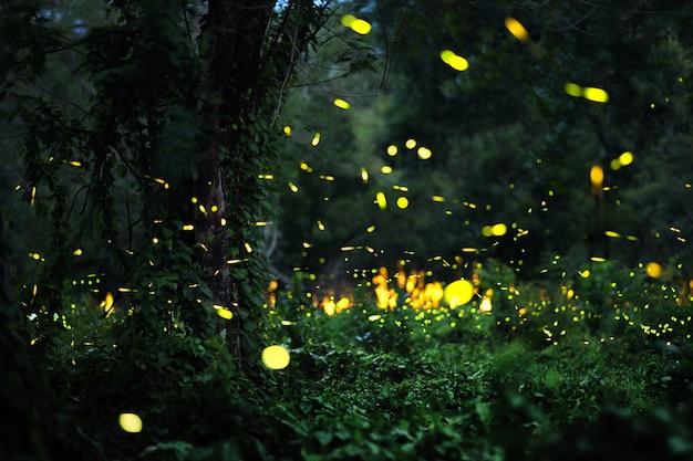 Luciole dans la forêt