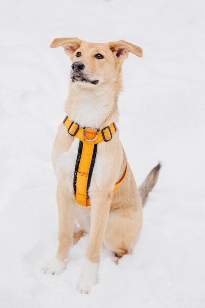 Ludique chien brun clair assis sur la neige dans une forêt