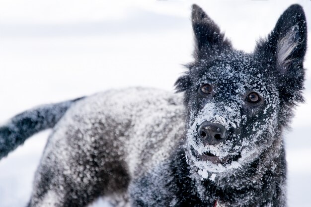 Ludique chien noir gros plan sur la neige blanche en hiver.