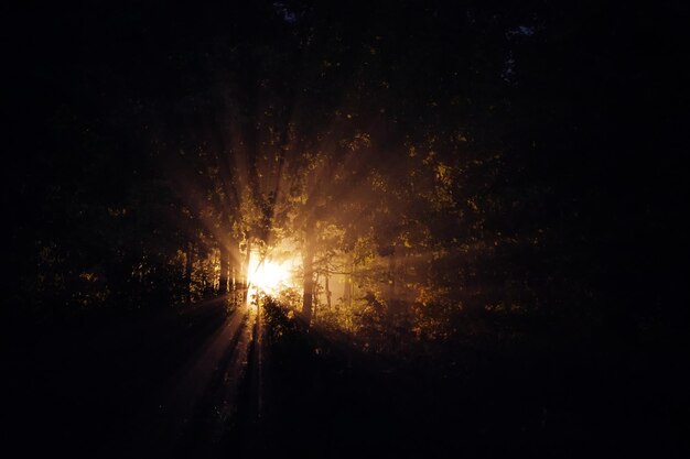 Lueur magique entre les branches des arbres dans la forêt nocturne