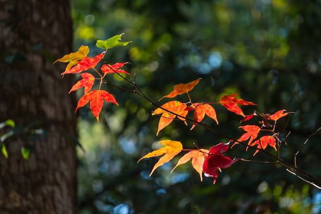 La lumière brille à travers l&#39;érable aux feuilles rouges.