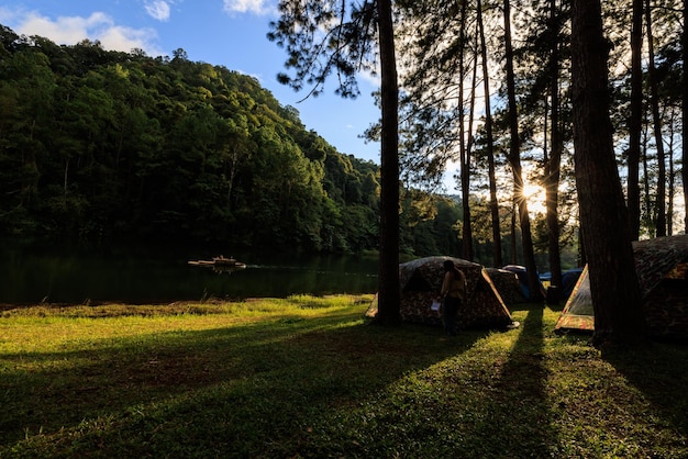 Lumière douce du soleil et ombre des pins