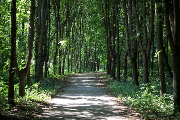 Lumière du jour sur une route forestière