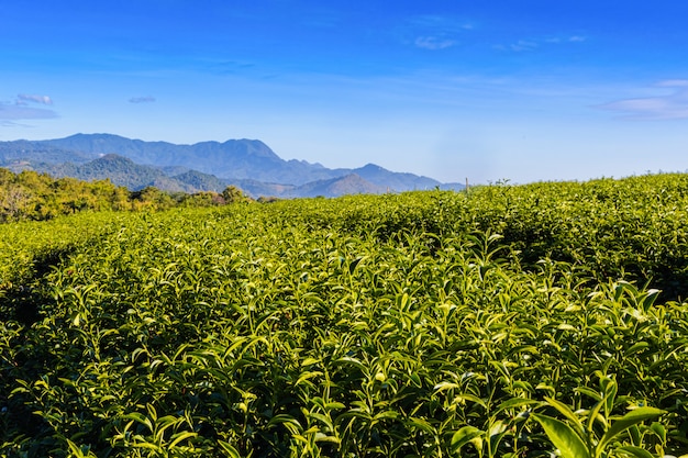 La lumière du matin dans la plantation de thé vert de Choui Fong l'un des beaux sites touristiques agricoles du district de Mae Chan