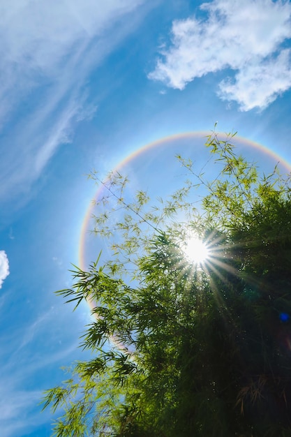 La lumière du phénomène du halo solaire brillait magnifiquement à travers les bambous