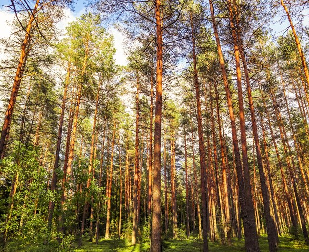 Lumière du soleil sur les arbres dans une forêt de pins au coucher du soleil