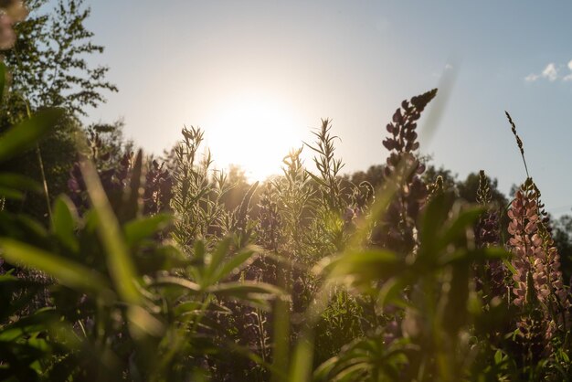 Lumière du soleil au coucher du soleil à travers l'herbe