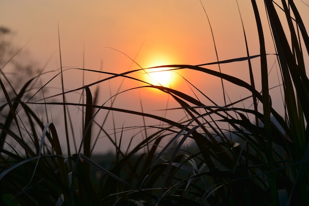 la lumière du soleil brille dans l&#39;herbe le matin