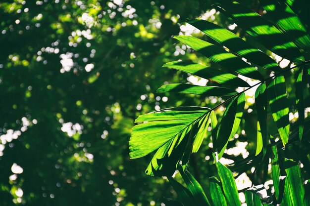 La lumière du soleil brille sur la feuille de palmier verte dans la forêt