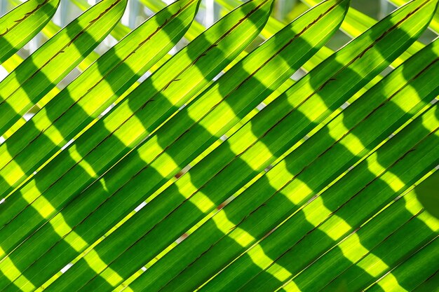 la lumière du soleil brille sur la feuille de palmier verte