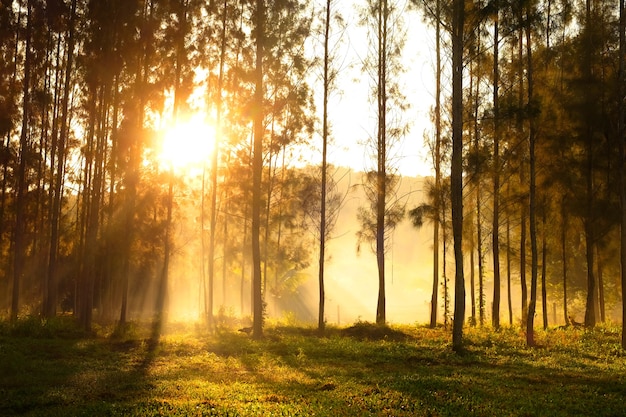 la lumière du soleil brisant les arbres et les rayons de lumière