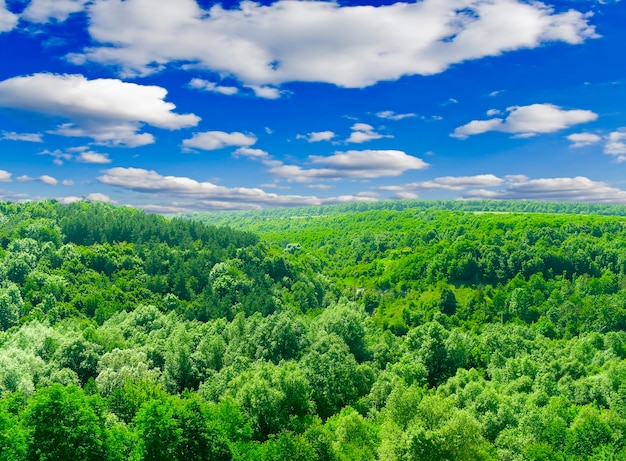 Lumière du soleil dans les arbres de la forêt verte de l'été