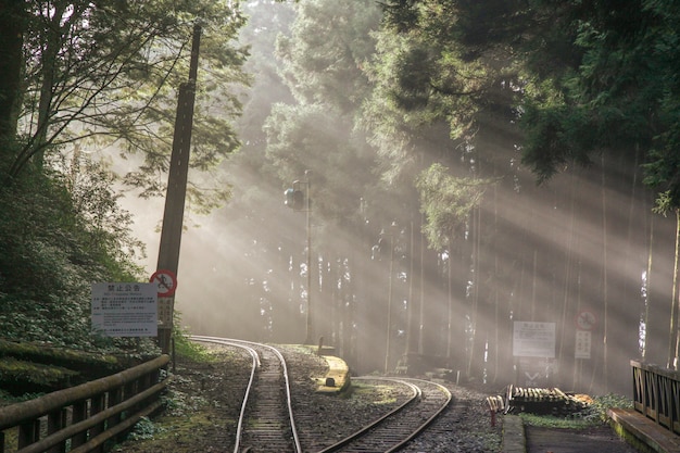 La lumière du soleil dans la forêt avant le coucher du soleil