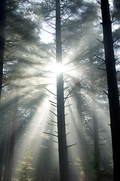 La lumière du soleil dans la forêt brumeuse Les rayons du soleil à travers les arbres