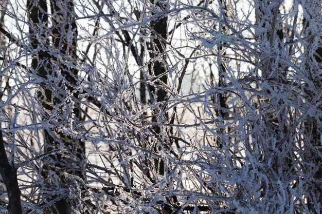 La lumière du soleil dans une forêt de feuillus avec des arbres dans la neige et la glace avec du gel, la lumière du matin