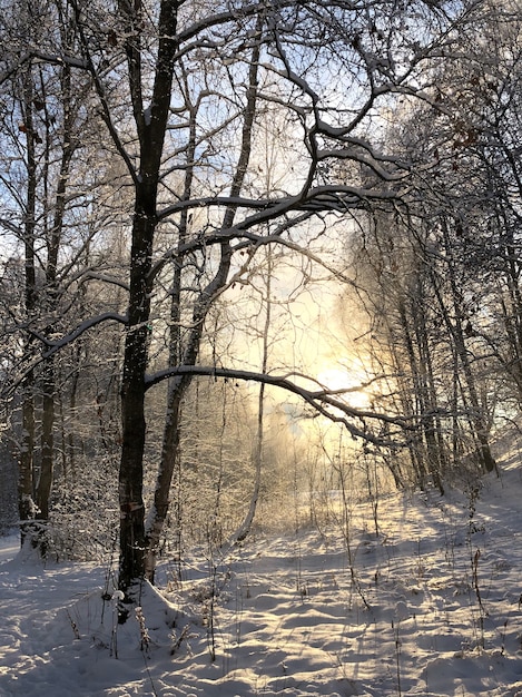 La lumière du soleil du matin dans la forêt d'hiver