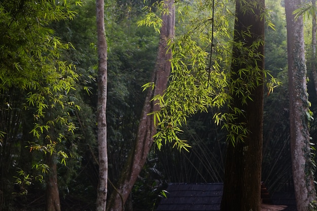 La lumière du soleil du matin a éclairé les bambous dans la sombre forêt tropicale.