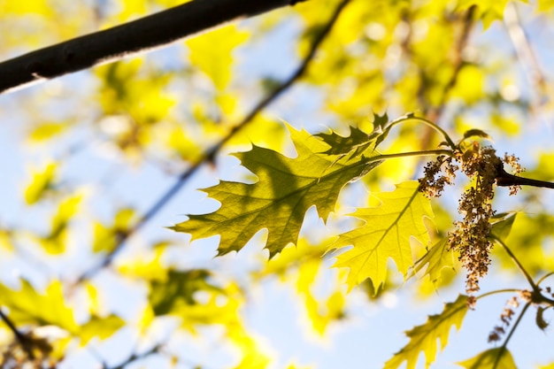 La lumière du soleil éclairant les jeunes feuilles de chêne au printemps, gros plan contre un ciel bleu